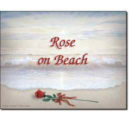 Rose on Beach